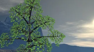 Translucent leaves